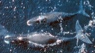DNA analysis has allowed researchers with the University of Copenhagen to reconstruct the diets of Greenland’s first settlers, revealing that around 4,000-years-ago the first humans in Greenland, the Saqqaq culture, relied heavily on marine mammals (bowhead whales) for food. Previously […]