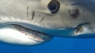 Part of the great white shark’s mystique is its unnerving gaze, a sort of blank stare, as though from a creature whose soul has departed its body. Some might recall the chilling description delivered more than 40 years ago by […]