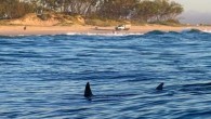THE NSW Greens have warned shark nets risk a “false sense of security” for beach lovers while preparing to oppose legislation allowing their rollout on the North Coast. Upper House Greens MP Justin Field said shark nets weren’t a silver […]