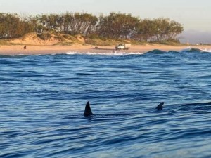 THE NSW Greens have warned shark nets risk a “false