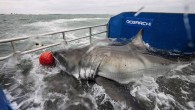 A globe-trotting shark with more than 28,000 Twitter followers has surfaced off the coast of Nova Scotia. According to OCEARCH’s shark tracker, Lydia the great white shark has been headed northeast in the Atlantic Ocean for the past week. Lydia’s […]