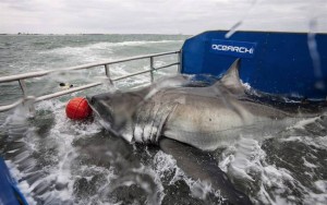 A globe-trotting shark with more than 28,000 Twitter followers has