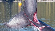 Humpback whales are returning to B.C. waters in the largest numbers seen in decades. But some researchers believe the province’s coast is becoming perilous for those returning humpbacks because of debris. Back in mid-September, Fisheries and Oceans Canada (DFO) was able to free […]
