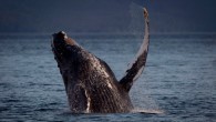 Fisheries and Oceans Canada is investigating after a dead humpback whale was found at a salmon farm off the west coast of Vancouver Island. A juvenile humpback died after it became trapped between the inner and outer containment nets at […]
