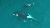 VANCOUVER – The death of a single wild animal is not usually significant, but for an endangered species of killer whales the loss of a young female has some experts worried that the population may reach a point where it […]