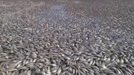 Long Islanders thought winter had arrived early when they walked near the Shinnecock Canal in Hampton Bays, New York, on Monday. The water looked like it was covered in a thick sheet of ice, but upon closer examination, residents could […]