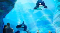 Artists conception of expanded SeaWorld orca tank, underwater view SAN DIEGO — The California Coastal Commission Friday approved a plan by SeaWorld San Diego to remodel its orca tanks to make way for a new, more educational killer whale show. […]