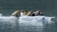 For most land living mammals, a lack of oxygen usually results in irreversible damage to the brain within a few minutes. One of the reasons why this happens is because this highly active tissue cannot cope with the imbalance between […]
