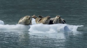 For most land living mammals, a lack of oxygen usually