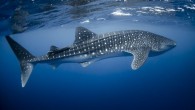 SYDNEY, Nov. 16 (Xinhua) — Male adolescent whale sharks act just like human male teenagers, they don’t venture far from home to makes sure they get their food, Aussie researcher published on Wednesday shows. After sifting through over 6000 photos […]