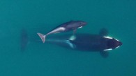 December 19, 2016 —Whale watchers on California’s Monterey Bay last week witnessed an impressive, if grim, spectacle: a group of orcas hunting a lone shark. A drone camera captured the pod, which included two females and two calves, killing and […]