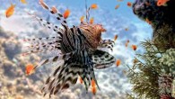 AMMAN — Prompted by a lack of information on the Gulf of Aqaba’s harmful creatures, two local conservationists have released the first guide on poisonous marine species inhabiting Aqaba waters. With over 500 fish species represented in the Gulf of […]