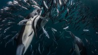 Greg Lecoeur’s stunning photograph of a sardine run won National Geographic’s Nature Photographer of the Year contest, beating out thousands of other entries. Lecoeur is originally from Nice, France, but now lives a nomadic life, diving and photographing the underwater […]