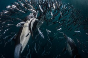 Greg Lecoeur’s stunning photograph of a sardine run won National