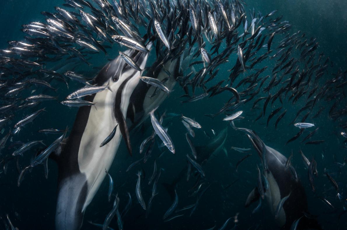 Greg Lecoeur’s stunning photograph of a sardine run won National