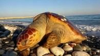 Mersin’in Erdemli İlçesi’nde sahile koruma altında bulunan 50 kiloluk bir ölü Caretta Caretta kaplumbağası vurdu Sahilde bir kaplumbağanın hareketsiz yattığını gören vatandaşlar, Erdemli Belediyesi ve Doğa Koruma ve Milli Parklar Erdemli Şefliği’ni arayarak haber verdi. Hayvan Hakları Savunucusu Semih İğdigül […]