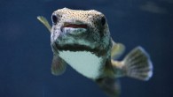 ns) (AP Photo/Franka Bruns) Humans are generally pretty unimpressed with fish. From the popular myth that goldfish only have a three-second memory to stereotypes of sharks as “mindless killers,” they’re generally considered the simplest members of our extended vertebrate family—most […]