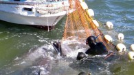   By MarEx 2016-12-09 19:32:08 Jessie Treverton, the U.K-based Captain and Cove Guardian leader for Sea Shepherd Conservation Society’s fight against the killing and capture of dolphins, was denied entry to Japan on Friday. Treverton has been involved with dolphins in […]