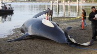 A deceased adult Orca was found floating off the shore of Sechelt, B.C., on Wednesday. The Vancouver Aquarium confirmed that members with its Marine Mammal Research Program are en route to Sechelt to work with the DFO in performing a necropsy. […]