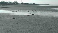 İstanbul’un Silivri ilçesinde deniz yaklaşık 40 metre çekildi. Sahildeki köpekler, deniz suyunun çekilmesiyle oluşan adacıkların üzerine çıktı. Adacıklar, vatandaşların da ilgisini çekti. Silivri’de yaşayan Ali Uğur Tanlık, denizin her yıl olduğu gibi bu sene de çekildiğini söyledi. Tanlık, “Geçen sene […]