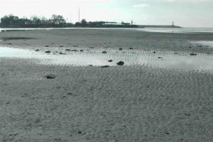 İstanbul’un Silivri ilçesinde deniz yaklaşık 40 metre çekildi. Sahildeki köpekler,