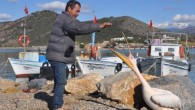 Antalya’nın Gazipaşa ilçesinde yat limanına sığınan pelikan, limanın maskotu oldu. Ayağından yaralanan ve aksayarak yürüyebilen pelikan, ziyafet için tekneyle denize açılan balıkçıların yolunu gözlüyor. Antalya’nın Gazipaşa ilçesinde 2 yıl önce yat limanına sığınan pelikan, limanın maskotu oldu. Balıkçılar, besledikleri pelikana […]