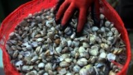 Avrupa’da, İtalya başta olmak üzere seçkin mutfakların vazgeçilmez tatları arasında yer alan ve fiyatı ile dudak uçuklatan deniz kumu midyesi, Türkiye’de kaçakçıların son yıllarda yeni gözdesi oldu. Yunanistan ile komşu olması nedeniyle midye kaçakçılarının ana geçiş güzergahları arasında yer alan […]