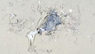 Alfred Wegener Enstitüsü araştırmacıları Arktik Okyanusu’nun deniz yatağındaki çöp miktarının oldukça fazla olduğunu tespit ettiler. Plastik poşetler, ağlar ve cam parçaları deniz canlılarının yaşamını tehdit ediyor. Derin denizde bulunan çöplerle ilgili bugüne kadar yürütülmüş bilimsel araştırma sayısı bir elin parmaklarını […]