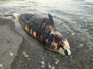 Sahile vuran balinanın kemikleri Antalya Büyükşehir Belediyesi Deniz Biyolojisi Müzesi’nde
