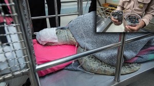 Taylandlı doktorlar tarafından bir deniz kaplumbağasının midesinden çıkartılanlar görenleri şok