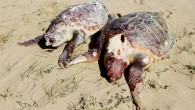 Aydın’ın Kuşadası ilçesinde aynı gün iki ayrı noktada ölü caretta caretta karaya vurdu.Kaynak: Kuşadası’nda kıyıya iki caretta caretta ölüsü vurdu Dün gelen ihbarları değerlendiren Ekosistemi Koruma ve Doğasevenler Derneği (EKODOSD) üyeleri,  biri sahil sitelerindeki SGK önünde muhtemelen boğularak ölen, diğeri Yılancı […]