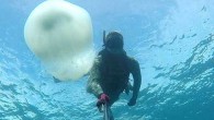 Her yıl Haziran ayında Süveyş Kanalı’nı kullanarak Kızıldeniz’den Akdeniz’e gelen ve Ege kıyılarına kadar ulaşan “istilacı denizanaları”nın göçü bu kez erken başladı. Koca gövdeleri ile hemen dikkat çeken ve zehirli oldukları bilinen bu tehlikeli türün “erken ziyareti” Marmaris’te bir dalgının […]