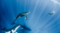 Face-to-face with giants of the deep: Nosy whales and rays are captured swimming up to divers in stunning photographs taken by an amatuer who says ‘they are as curious of us as we are of them’ He describes himself as […]