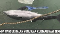 Zonguldak’ın Alaplı ilçesinde sürüden ayrılarak kaybolan ve balıkçı barınağında mahsur kalan yaklaşık 10 yunustan 2’si öldü. Alınan bilgilere göre, geçen hafta yunus sürüsünden ayrılarak yolunu şaşıran ve balıkçı barınağına giren 10 yunus balığı barınak içinde mahsur kaldı. Yunuslar sürü halinde […]
