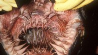 Leatherback sea turtles might not have a set of teeth but they have esophagus filled with hundreds of sharp spines called papillae. According to Seaturtle.org, papillae is used to trap food while excess water is expelled prior to swallowing. Because […]