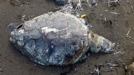 Muğla’nın Bodrum ilçesinde, sahilde ölü caretta caretta bulundu. Kaplumbağanın kafasına bir cisim vurularak öldürüldüğü tespit edildi. Koyunbaba Mahallesi sahilinde bir caretta carettanın hareketsiz yattığını görenler, durumu Ortaca’daki Deniz Kaplumbağaları Araştırma Kurtarma ve Rehabilitasyon Merkezi (DEKAMER) yetkililerine bildirdi. DEKAMER yetkililerin destek […]