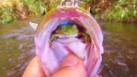 It gives new meaning to the phrase ‘I’ve got a frog in my throat’. Angler Angus James was stunned when he opened the mouth of a fish – and saw a live frog staring back at him. The amphibian was […]