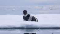 A rarely seen pinniped that inhabits sub-Arctic and Arctic waters – from the Bering Sea north to the Chukchi Sea – has been spotted 2,000 miles from home, on a beach in Washington state. Biologists spotted a single ribbon seal […]