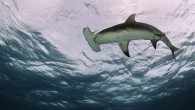 Hammerhead sharks are known for their unique head shape and wide-set eyes, which give them a better visual range than most other sharks, but there’s a lot more to learn about these distinctive fish than what you may already know. […]