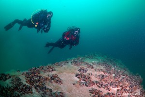 Düzce’nin Akçakoca ilçesinde 2009 yılında Karadeniz’de batırılan C-47 askeri uçağı,