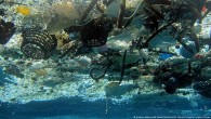 Plastiksiz bir gündelik yaşam düşünülemiyor. Ancak kullanıldıktan sonra atılan plastik torbalar, kaplar, paketler uzun süre doğaya zarar veriyor, özellikle de denizlere. Tahminlere göre denizlerde bulunan plastik 140 milyon tona ulaşmış durumda ve bu rakam her geçen gün artıyor. Çevre örgütleri […]