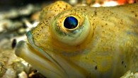 Well, this is just horrible. Scientists have discovered parasites can drive fish from inside their eyeballs – to their own death. In fact, the parasites, eye fluke Diplostomum pseudospathaceum , control their host for most of its life cycle. The […]