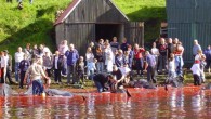 The Faroese have hunted the long-finned pilot whales in a tradition known as the Grindadrap for as long as anyone can remember. The earliest mention of Grindardrap is in a Faroese book of law from 1298. It’s a non-commercial whale […]