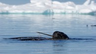 Like the walrus and elephant, this arctic whale has a majestic quality to it because of its regal-looking tusk. In medieval times, its tusk was often presented to important people as a unicorn’s horn. Here are eight more fun facts […]