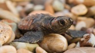 Nesli tehlike altında bulunan caretta carettalar, Muğla’nın Ortaca ilçesi İztuzu sahiline ilk yumurtaları bırakmaya başladı. Dalyan Mahallesi’ndeki İztuzu sahiline gelen caretta carettalar, yumurtalarını kazdıkları 50-60 santimetrelik çukurlara bırakıyor. Yavrular, yumurtadan yaklaşık 50 gün sonra çıkarak denize ulaşacak.Caretta carettaların yumurtlama döneminde sorun […]