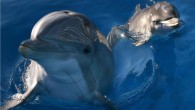 France has banned the breeding of killer whales and dolphins in captivity. Campaigners hope the move will eventually bring an end to shows involving the marine animals. The government has also banned the captivity of all whales, dolphins and porpoises, […]