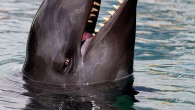 The world’s fourth-largest dolphin is a different species than the better-known killer whale, but false killer whales (Pseudorca crassidens) also attack and kill other marine mammals. Here are 7 facts about them: 1. The false killer whale is black with […]