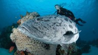 When Outside magazine wrote an obituary for the Great Barrier Reef, the editors were widely criticized for exaggerating the reef’s demise. “Like coral reefs everywhere, the Great Barrier Reef is in serious need of the equivalent of critical health interventions, […]