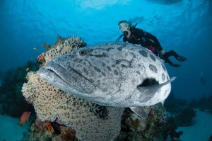 When Outside magazine wrote an obituary for the Great Barrier
