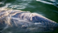 May 25 was the final day of the 34th season of the gray whale migration count, part of the American Cetacean Society’s Los Angeles Chapter Gray Whale Census and Behavior Project founded by marine biologist Alisa Schulman-Janiger in January 1984. […]